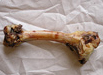 Lamb Leg Bone